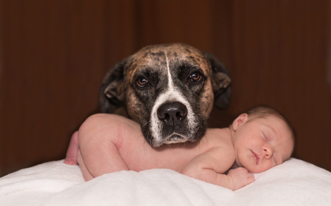 helping pets adjust to new baby